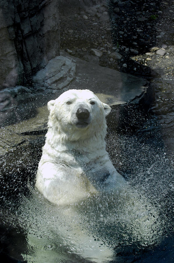 Polar Bear Gus In Central Park Zoo Photograph by New York Daily News Archive