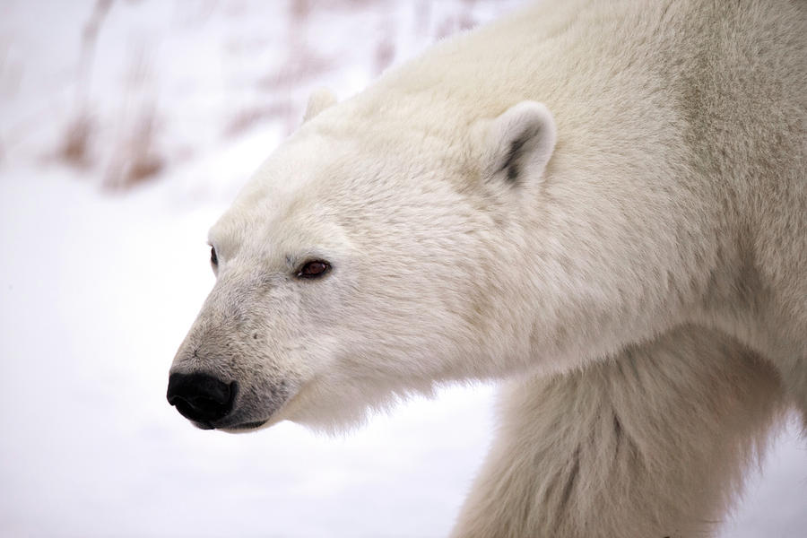 Polar Bear In Focus Photograph by Jelieta Walinski