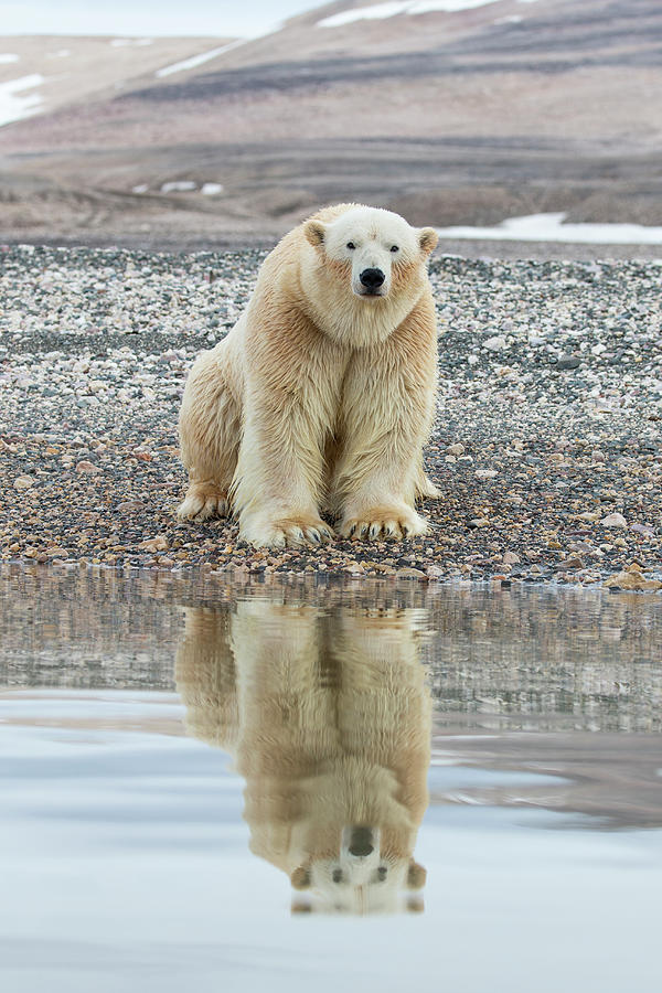Polar Bear In Reflection Photograph by Suzi Eszterhas