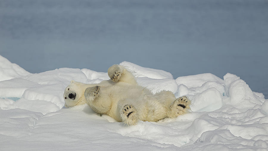 Polar Bear In Relax Photograph by Joan Gil Raga