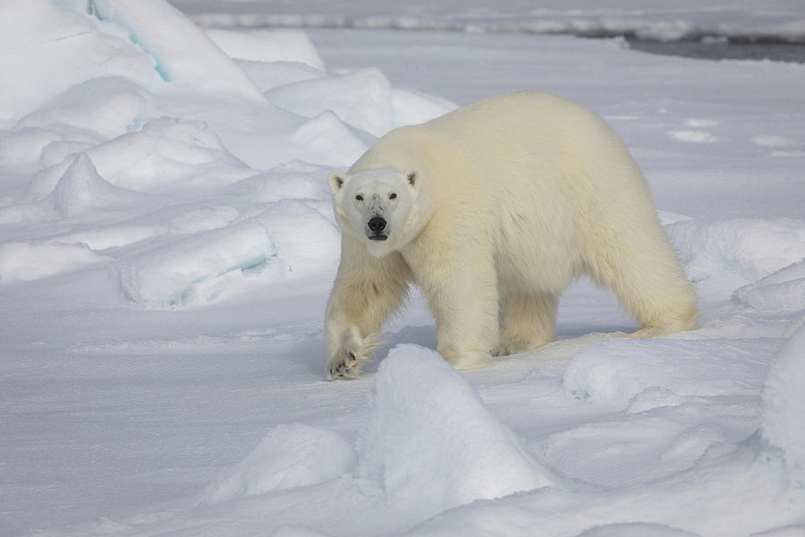 Polar Bear in search of seals Photograph by Steven Upton