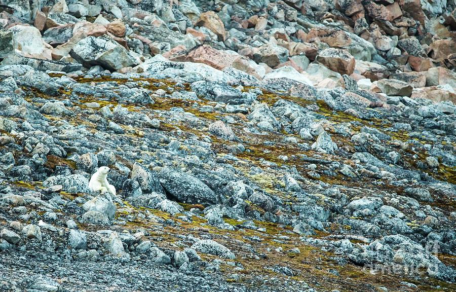 Polar Bear In Snowless Landscape Photograph by Science Photo Library Polar Bear In Snowless Landscape Photograph by Science Photo Library
