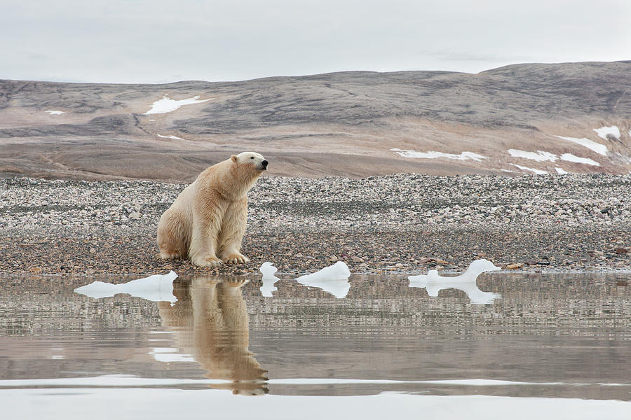 Polar Bear In Svarlbard Photograph by Suzi Eszterhas