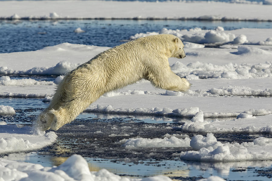 Polar Bear Jumping Photograph by Joan Gil Raga