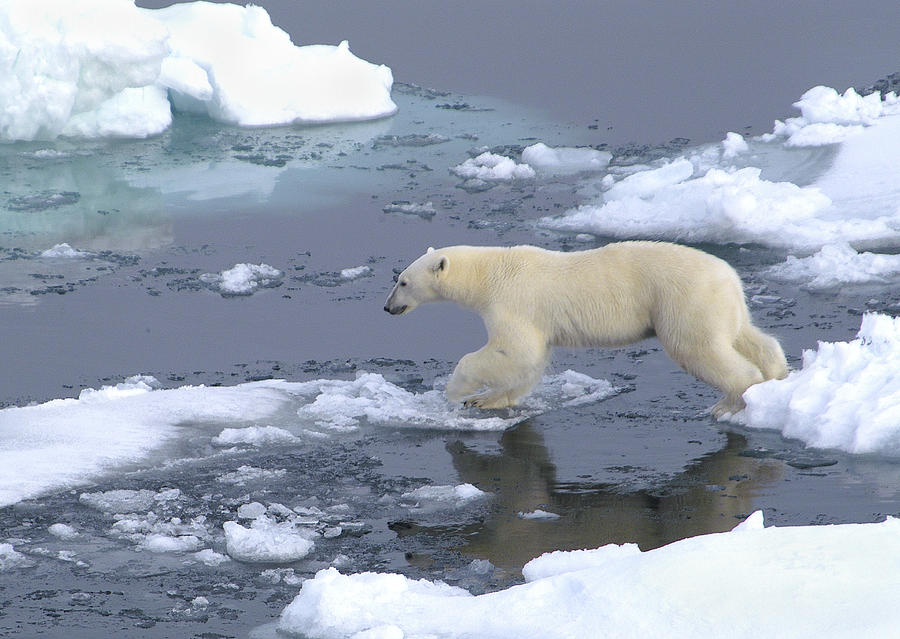 Polar Bear Jumping on Ice Photograph by Bill Cain - Fine Art America