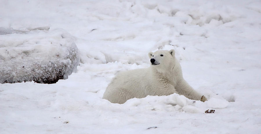 Polar Bear Looking To The Distance- Ma Photograph By Christopher 