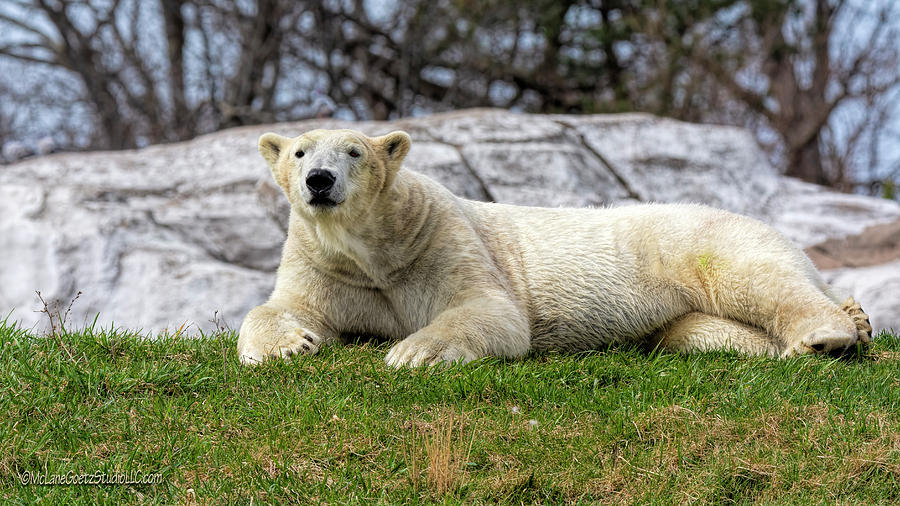 Animal Photograph - Polar Bear Lounge by LeeAnn McLaneGoetz McLaneGoetzStudioLLCcom