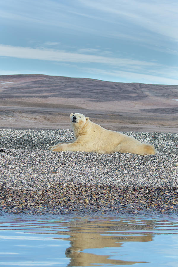 Polar Bear Lounging In Svarlbard Photograph by Suzi Eszterhas