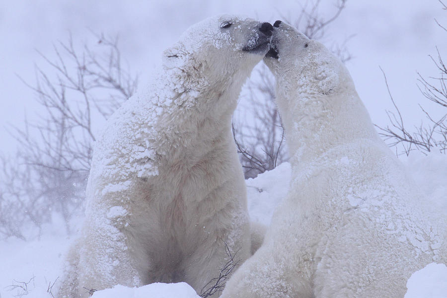 Polar Bear, Manitoba, Canada Digital Art by Bernd Rommelt