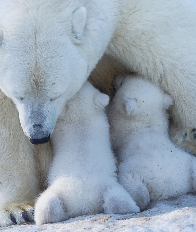 Animal Photograph - Polar Bear Mom Feeding Twins Cub by Anton Belovodchenko