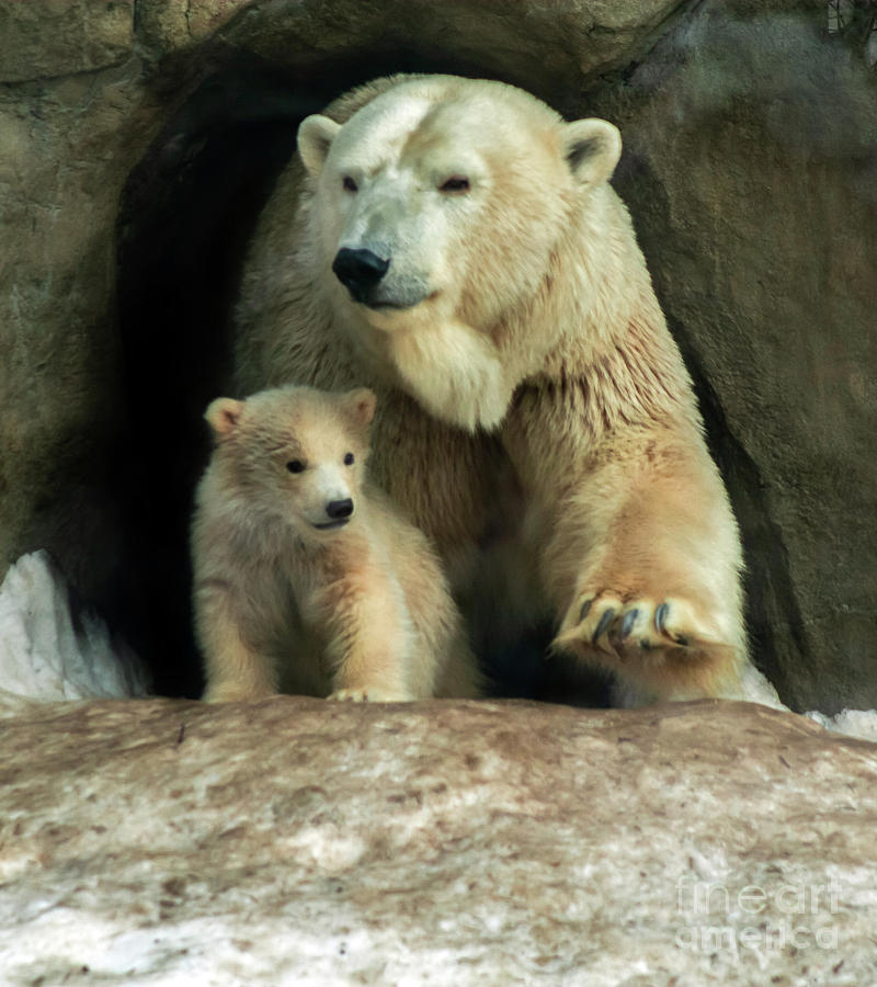 Polar Bear Mom protect cub Pyrography by Svetlana Ledneva-Schukina