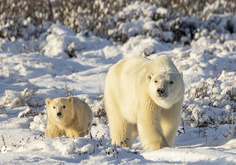 Polar Bear Mom With Son Photograph by Louise Xie - Fine Art America