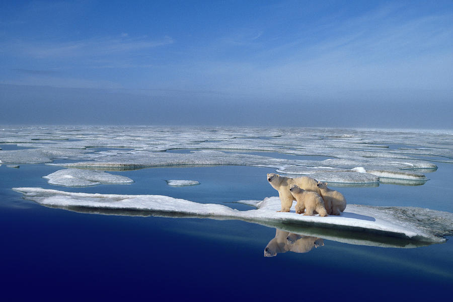 Polar Bear Mother Ursus Maritimus And Photograph by Johnny Johnson