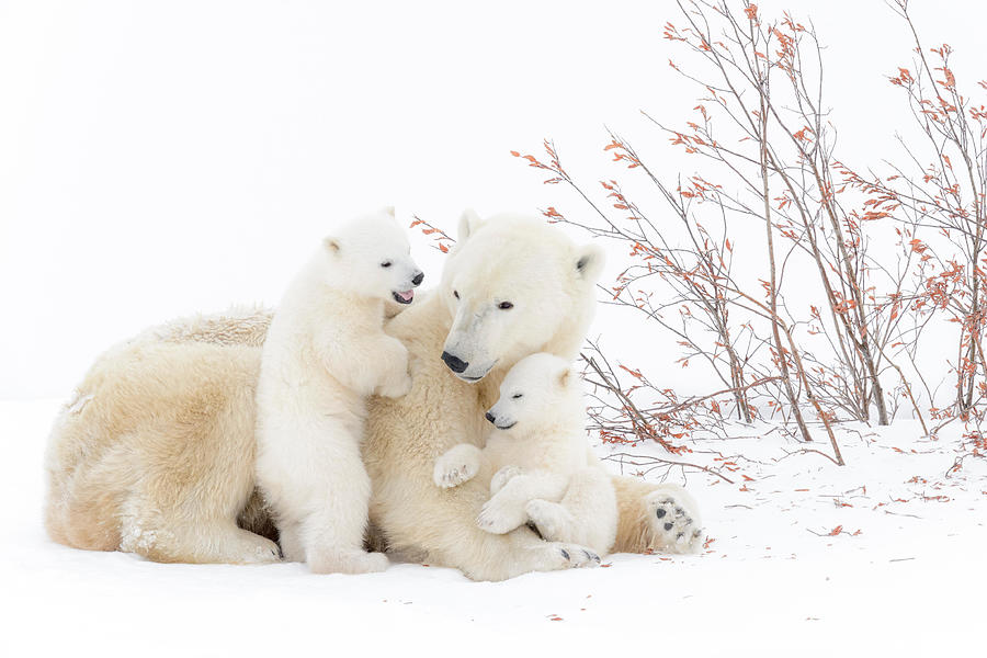 Parenthood Movie Photograph - Polar Bear Mother Ursus Maritimus Lying by Andr Gilden