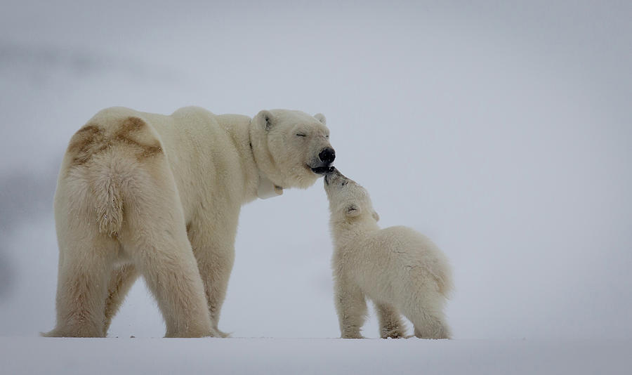 Polar Bear Mother With Cub Photograph by Peter Orr Photography