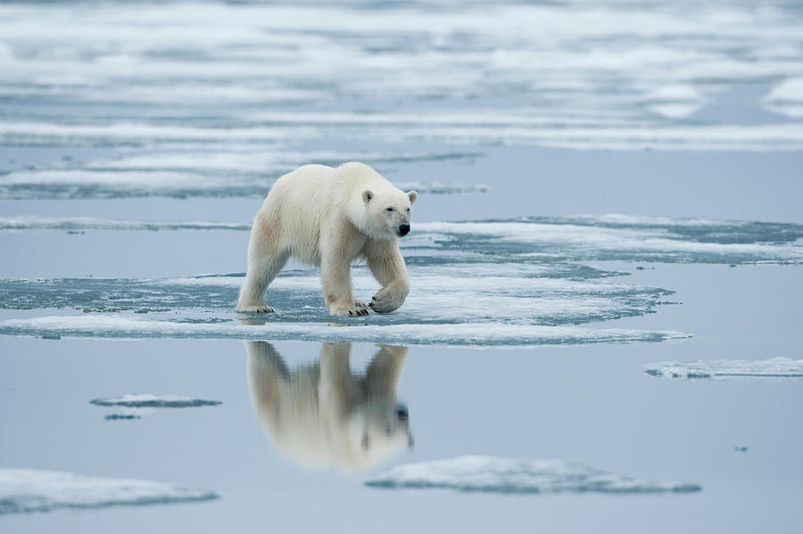 Polar Bear, Nordaustlandet, Svalbard Photograph by Paul Souders