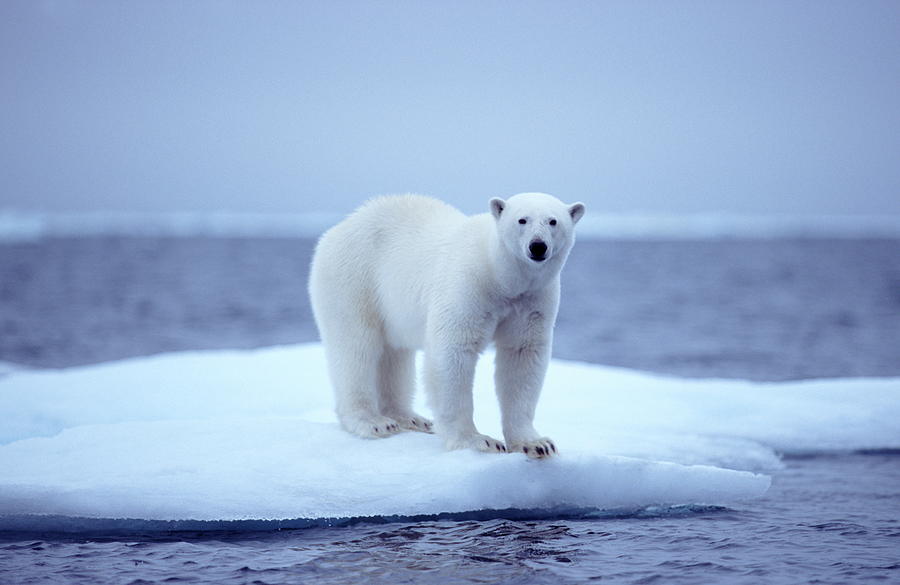 Polar Bear On An Ice Floe by Sven-erik Arndt