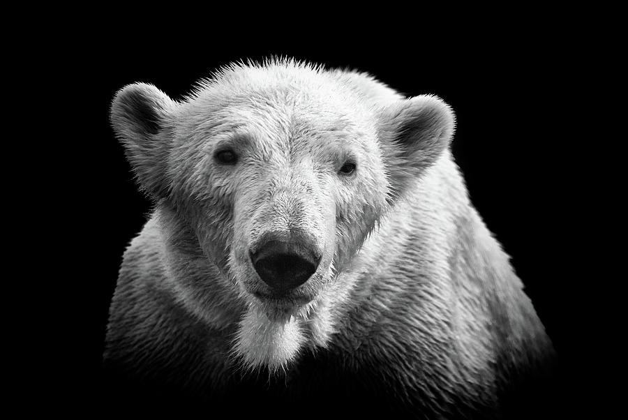 Polar Bear On Black Photograph by © Christian Meermann