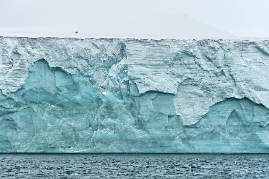 Polar Bear On Champ Island Glacier, Russian Arctic Photograph by Sergey ...