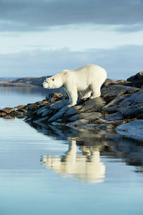 Polar Bear On Hudson Bay, Nunavut Photograph by Paul Souders