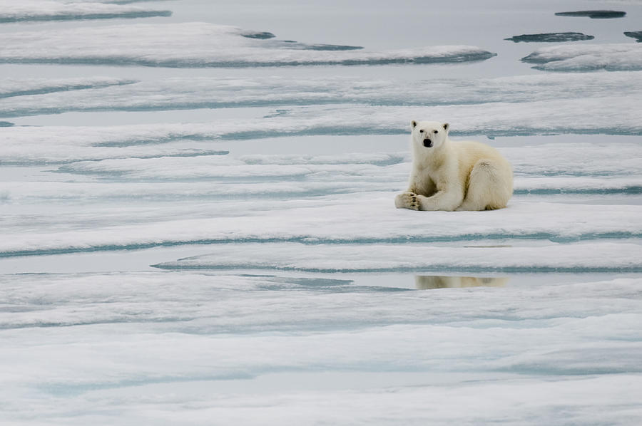 Polar Bear On Ice Flows Photograph by Rebecca Yale