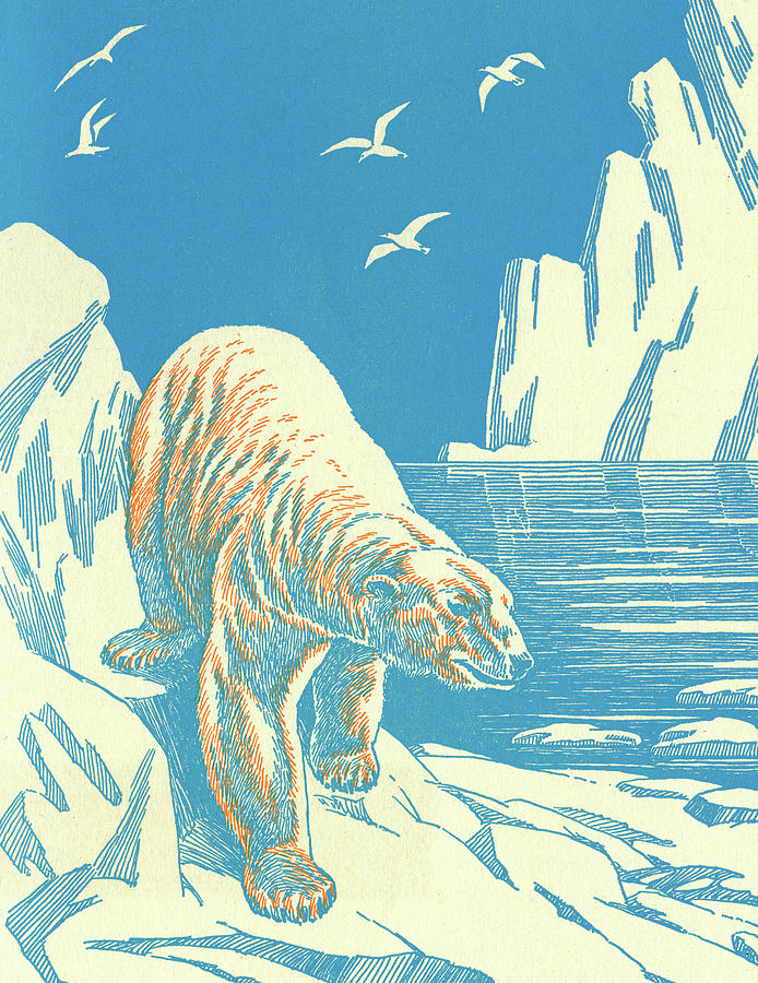 Nature Drawing - Polar Bear on Iceberg by CSA Images
