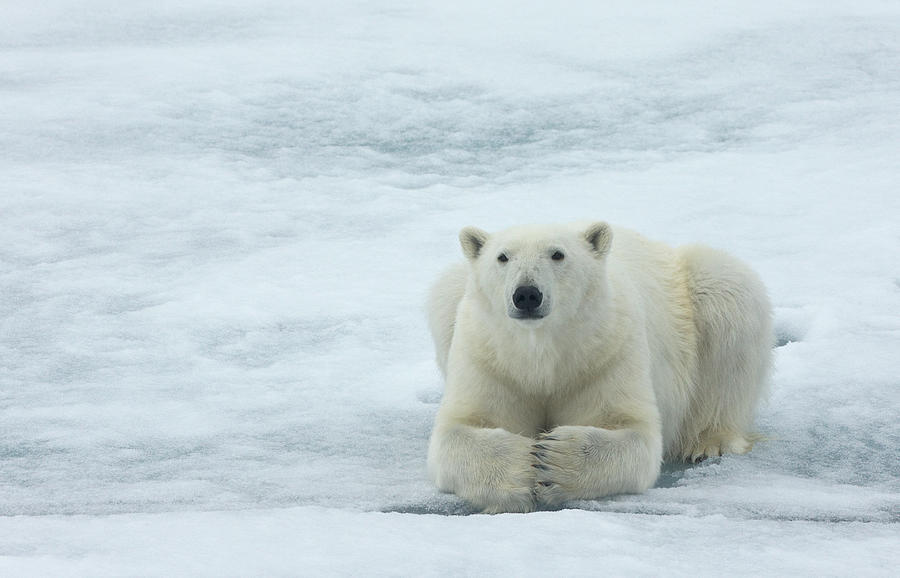 Polar Bear On The Floating Ice In The Photograph by Keren Su - Fine Art ...