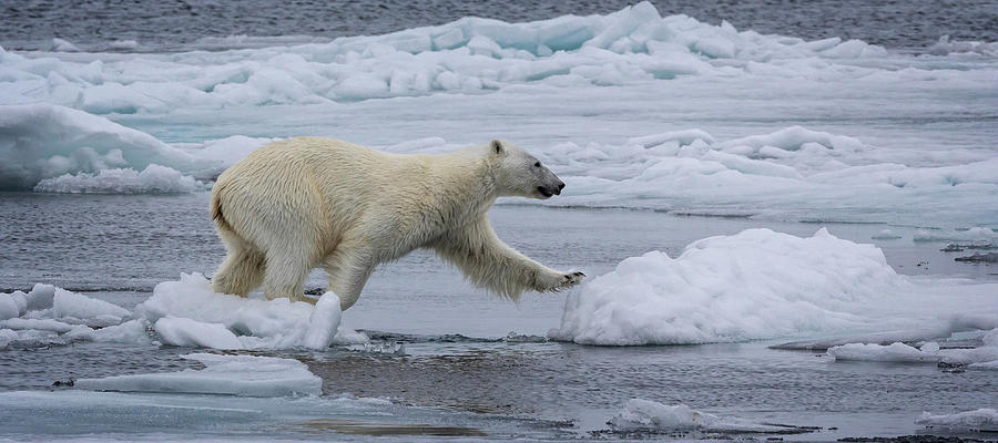 Polar Bear on the move Photograph by Steven Upton