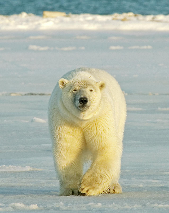 Polar Bear Photograph by Photograph By Peter Haworth