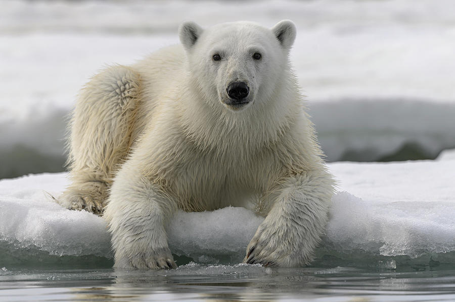 Polar Bear Portrait, Franz Jozef Land, Arctic Russia Photograph By 