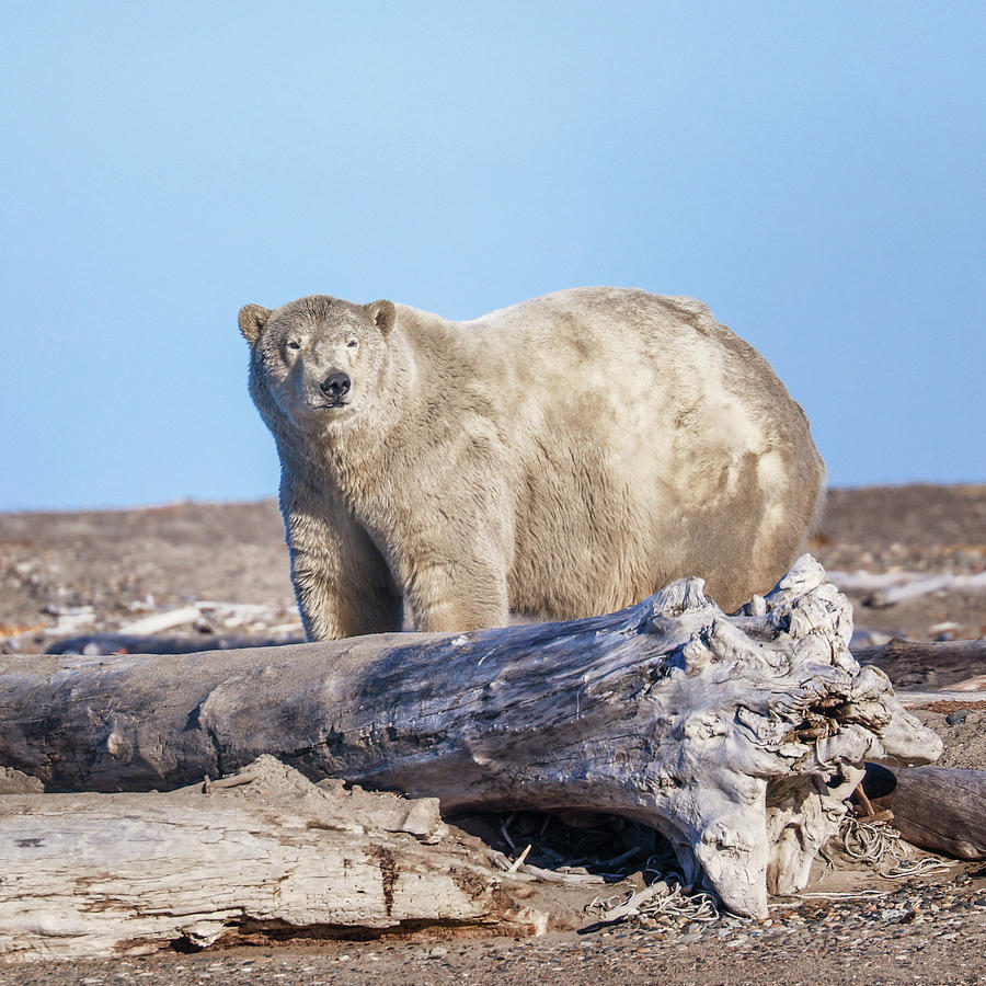 Polar Bear Portrait Photograph by Juli Ellen