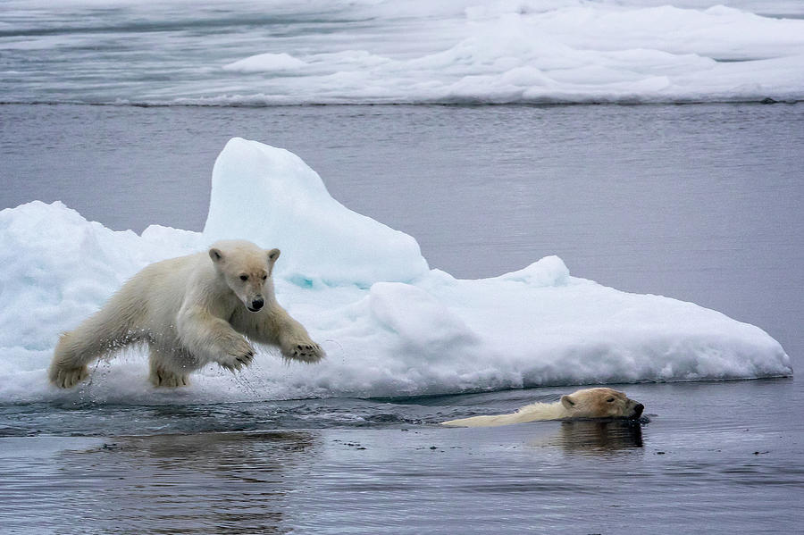 Polar Bear pup follows its Mom Photograph by Steven Upton