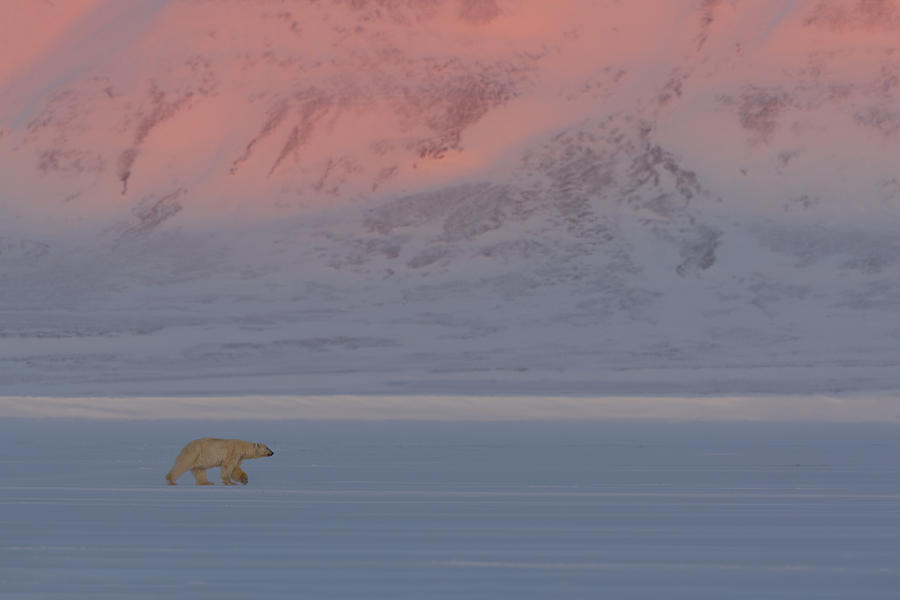 Polar Bear Photograph - Polar Bear by Roberto Marchegiani