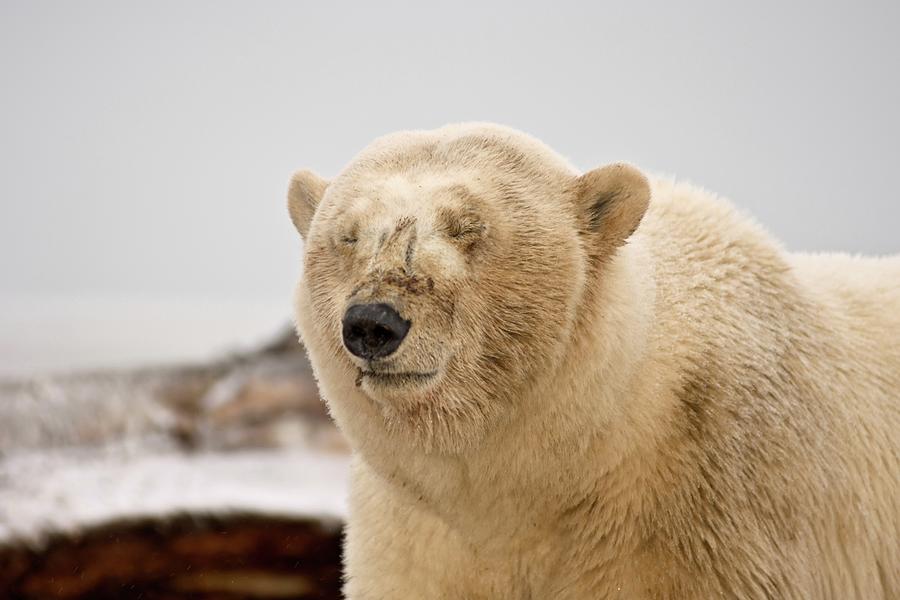 Polar Bear Sow Blinking Photograph By Steven Kazlowski Pixels