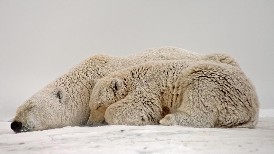 Polar Bear Sow With Cub Sleep Photograph by Steven Kazlowski - Fine Art ...