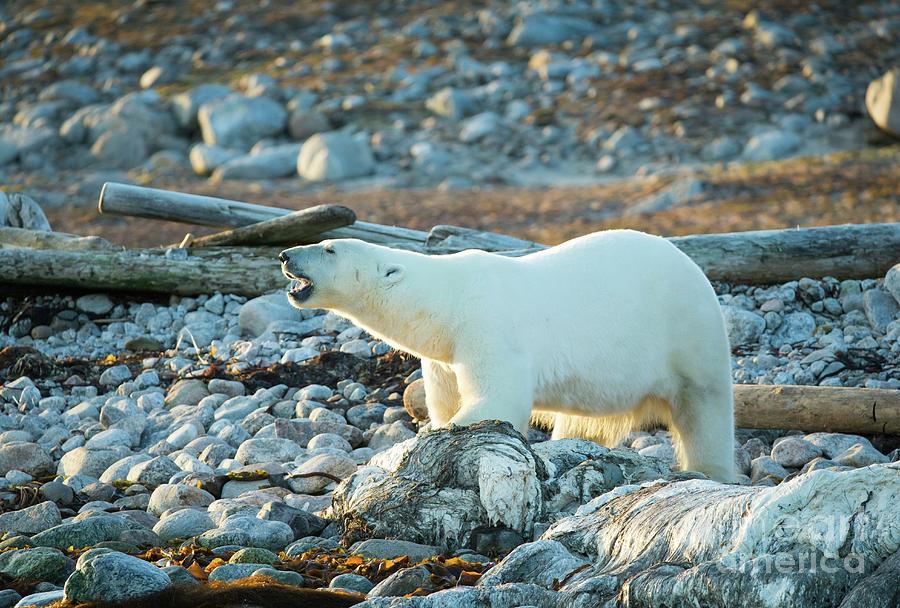 Wildlife Photograph - Polar Bear Standing Over Dead Whale by Peter J. Raymond/science Photo Library