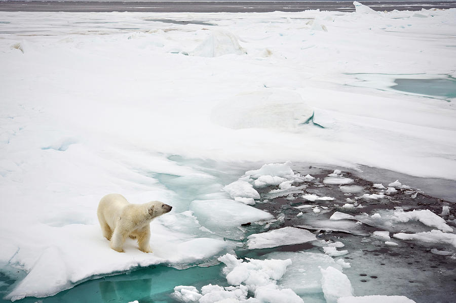 Polar Bear, Svalbard Islands, Norway Digital Art by Andrew Stewart