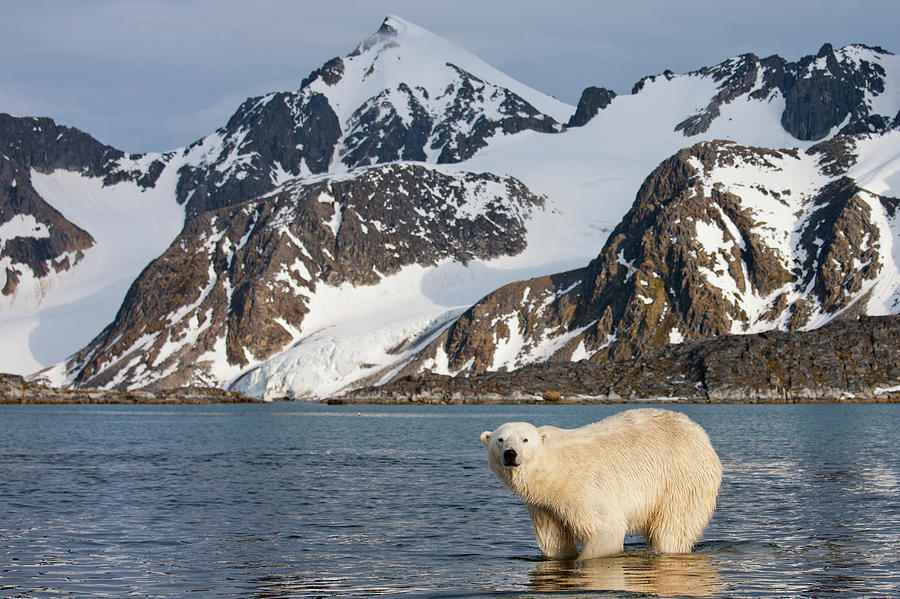 Polar Bear, Svalbard, Norway Photograph by Paul Souders