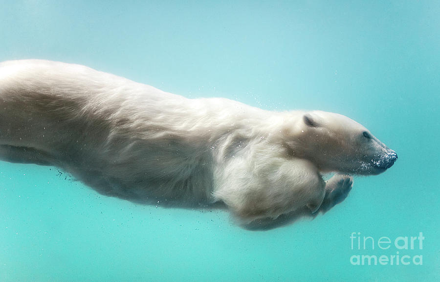 Polar Bear Swimming Underwater Photograph by Sergei Gladyshev