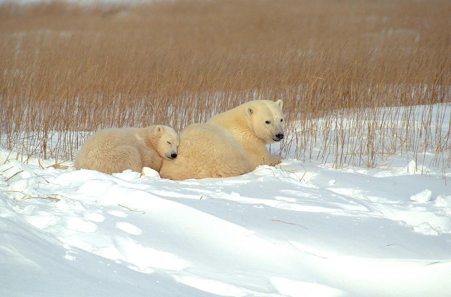 Polar Bear Photograph by Ted Kerasote