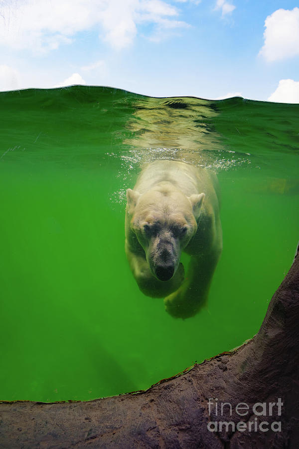 Polar bear underwater by Angela Doelling AD DESIGN Photo and PhotoArt Polar bear underwater by Angela Doelling AD DESIGN Photo and PhotoArt