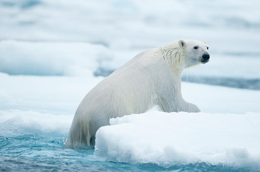 Polar Bear Ursus Maritimus Adult by Danita Delimont