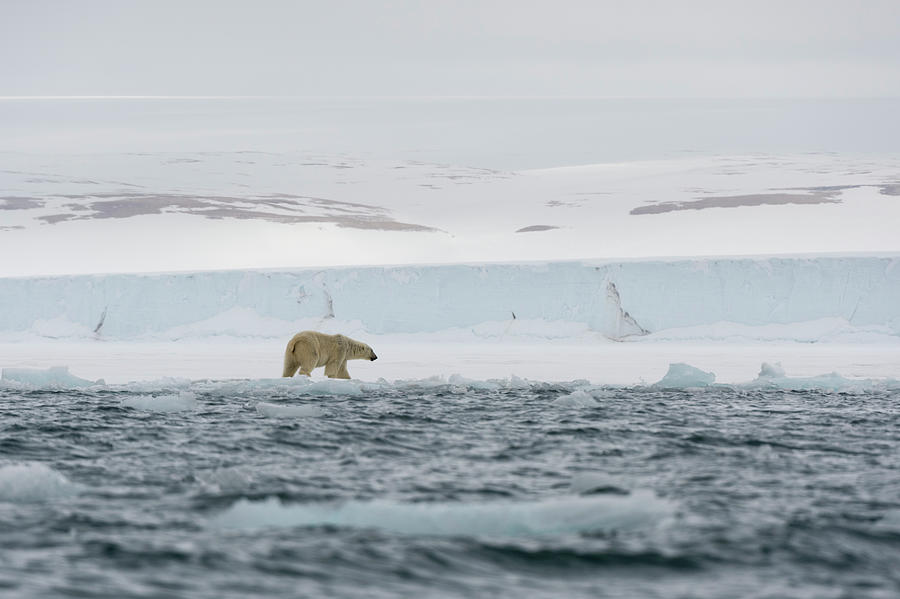 Polar Bear (ursus Maritimus At Waters Edge On Polar Ice Cap, Austfonna ...