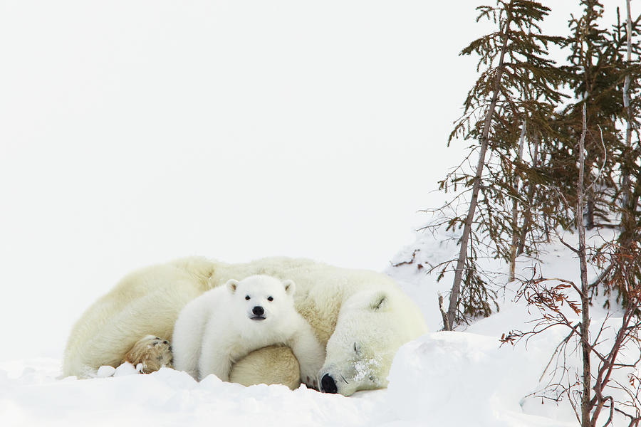 Polar Bear Ursus Maritimus Cub Rests On Photograph by Richard Wear / Design Pics