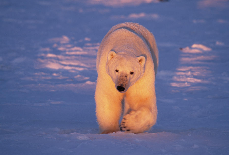Polar Bear Ursus Maritimus Hudson Bay Photograph by Nhpa