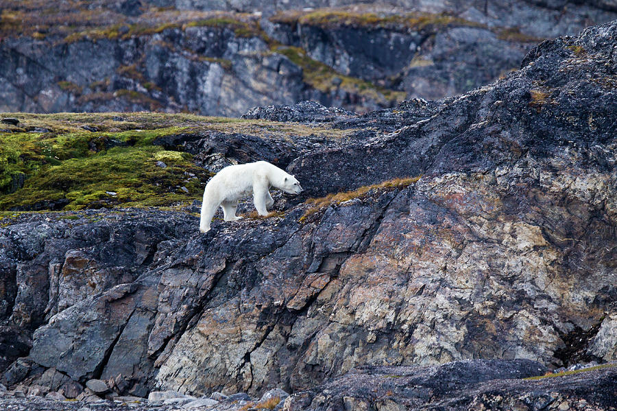 Polar Bear Ursus Maritimus On Land Photograph by Mark Smith