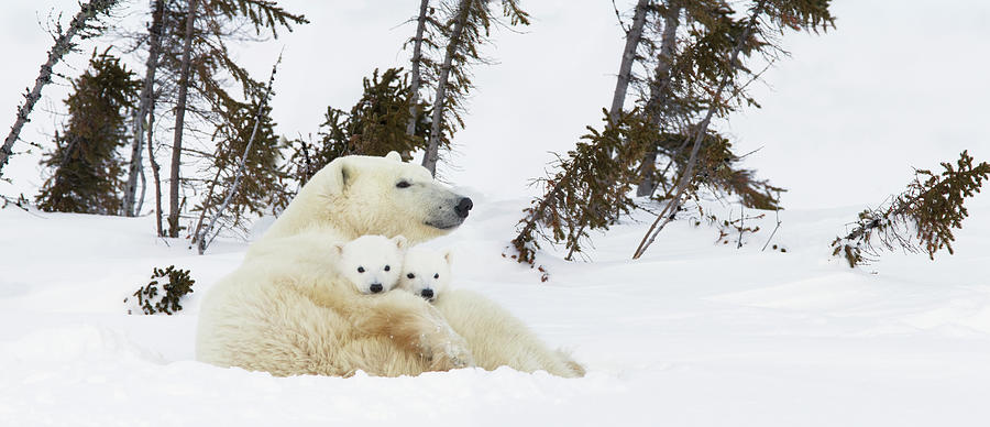 Polar Bear Ursus Maritimus Sow And Two Photograph by Richard Wear / Design Pics
