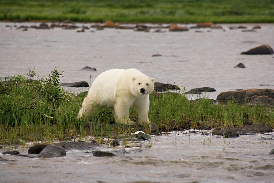 Polar Bear Ursus Maritimus Standing On Photograph by Michael Poliza