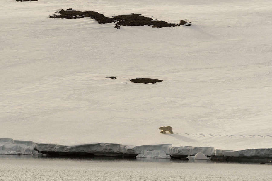 Nature Digital Art - Polar Bear (ursus Maritimus) Walking Along Snowy Coastline On Wilhelm Island, Hinlopen Strait, Between Nordaustlandet And Spitsbergen, Svalbard, Norway by Delta Images