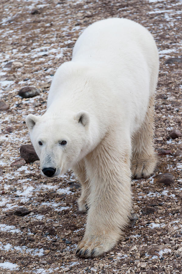 Polar Bear Ursus Maritimus Walking On Photograph by Keith Levit / Design Pics